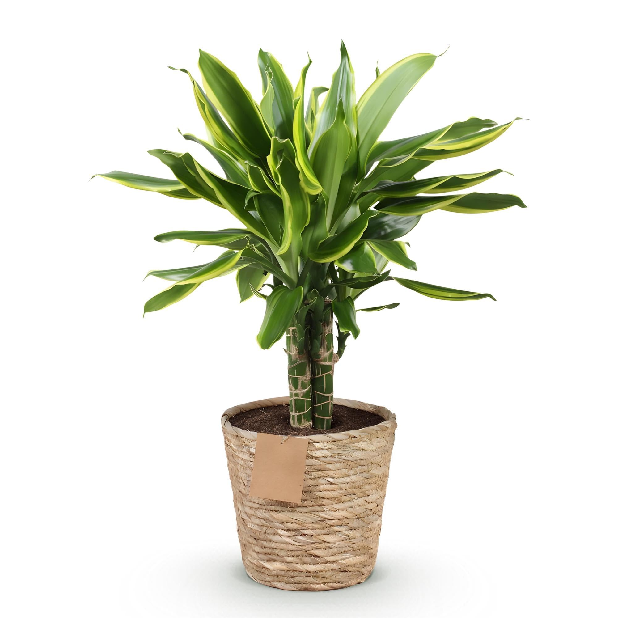 Dracaena fragrans Golden Coast la plante idéale sans contrainte d'arrosage en pot