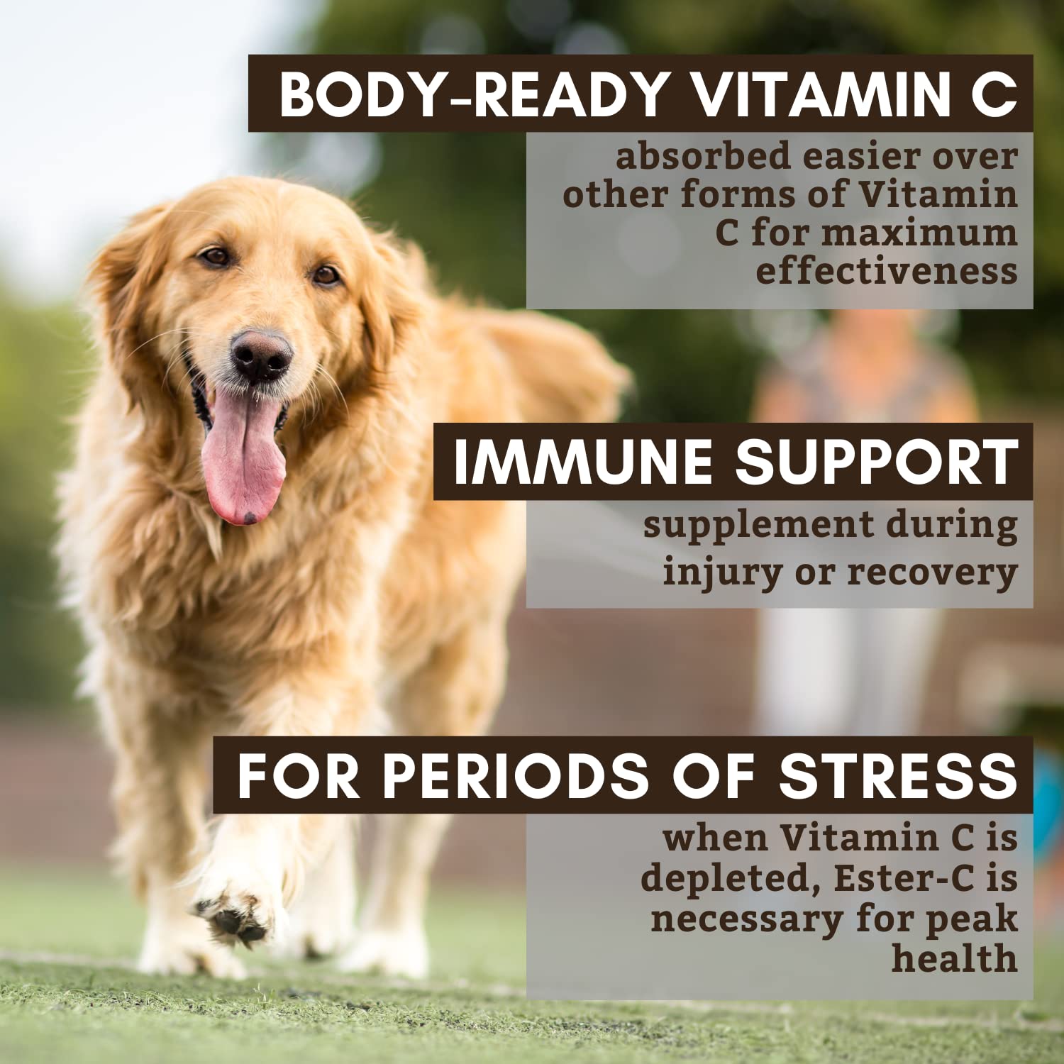 Does Vitamin C Help Dogs