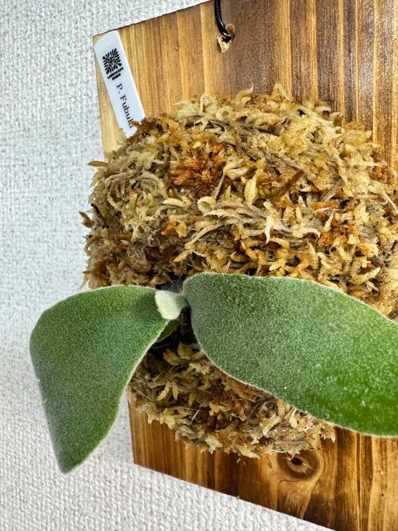 P.Fubuki 吹雪　株分け　OC株　ビカクシダ　コウモリラン P.Fubuki 吹雪 株分け OC株 ビカクシダ コウモリラン P.Fubuki 吹雪