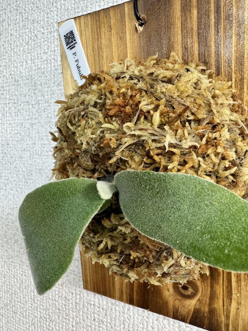 Amazon.co.jp: P.Fubuki 吹雪 株分け OC株 ビカクシダ コウモリ