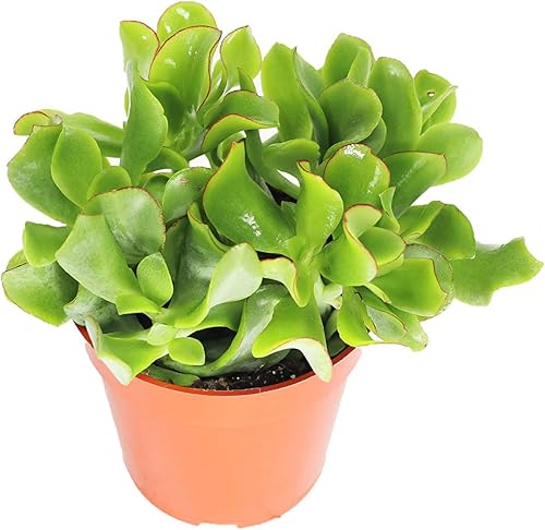 Miniatura 17 de Cactus Zig Zag - 4" de California Tropicals