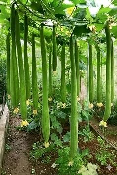 15 Seeds Extra Long Asian Fragrant Smooth Luffa -Muop Huong Dai Heirloom Loofah Gourd Seeds for Planting- Edible Young Gourd & Natural Bath Sponge Vine-Luffa aegyptiaca-> 48"52" Long