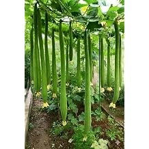 15 Seeds Extra Long Asian Fragrant Smooth Luffa -Muop Huong Dai Heirloom Loofah Gourd Seeds for Planting- Edible Young Gourd & Natural Bath Sponge Vine-Luffa aegyptiaca-> 48"52" Long