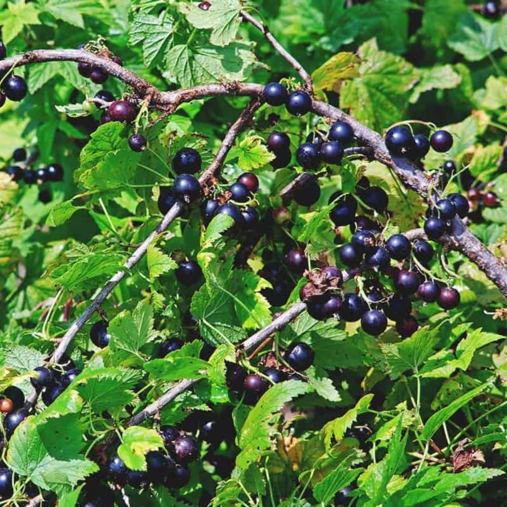 Consort Black Currant Plant Live Well Rooted 5-9" Tall, Edible Black Currant Bush Live Plant, Zones 4 to 8, Currant Berries
