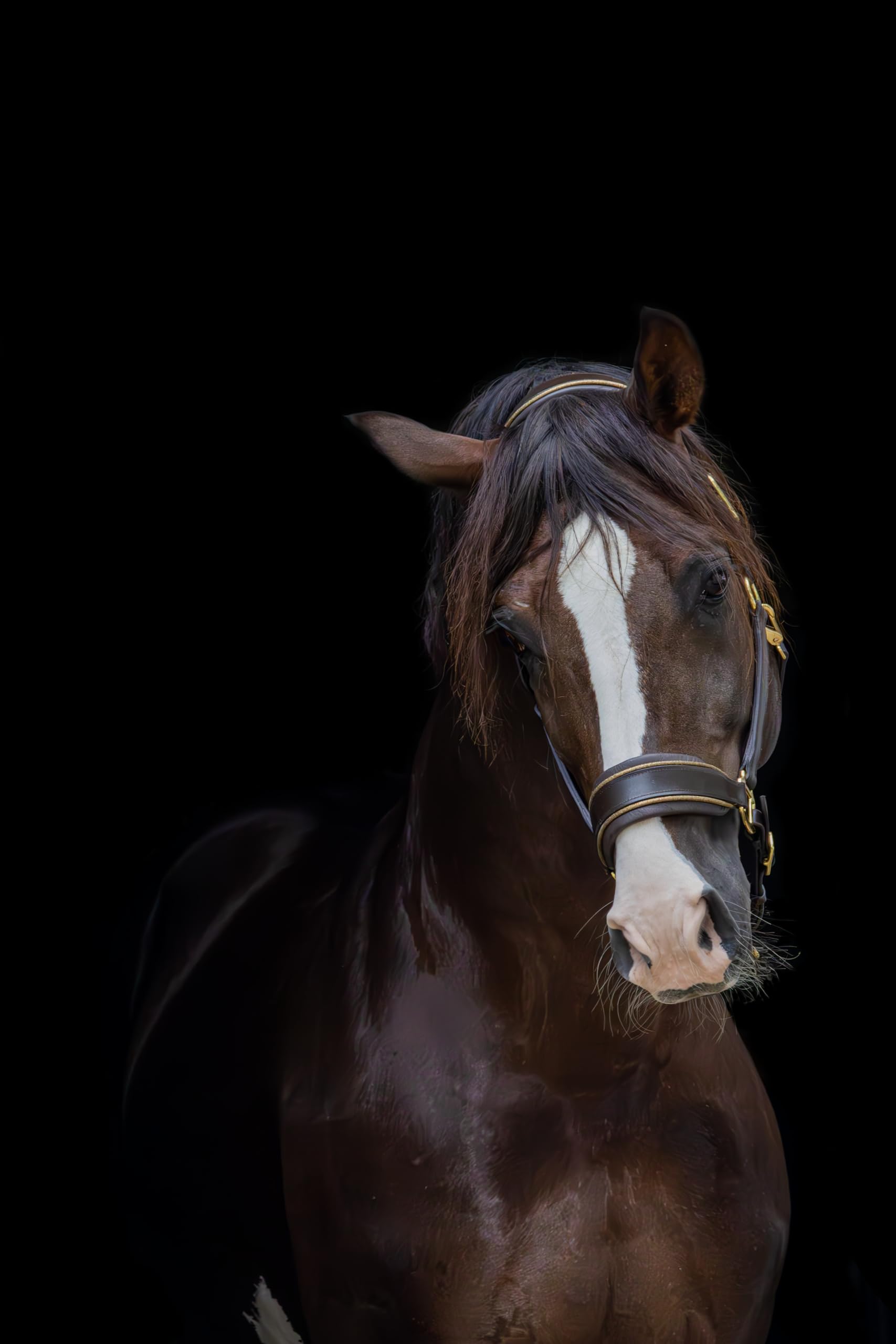 Lederhalfter Mit Glitzer-Details – Anatomisch Geformt, Weich Gepolstert & Beidseitig Verstellbar – Cob & Full (Braun/Gold, Pony)