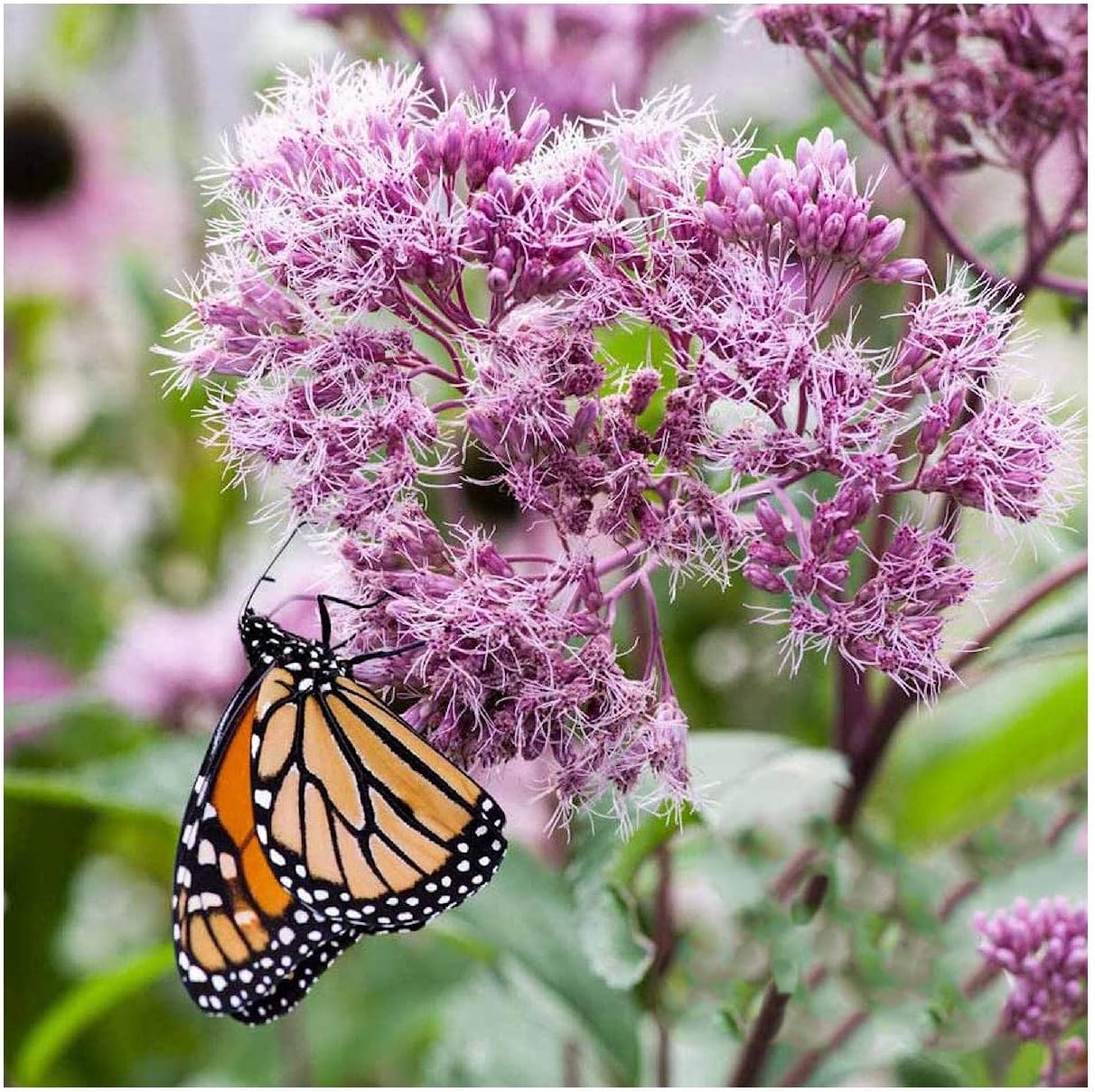 Everwilde Farms - 1 Oz Sweet Joe Pye Weed Native Wildflower Seeds - Gold Vault