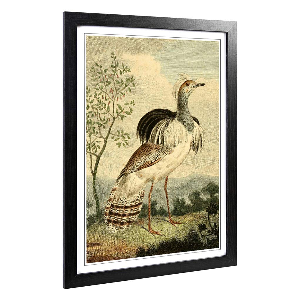 Big Box Art Framed Print of Vintage Charles R Ryley Ruffed Bustard Design | Wall Art Picture | Home Decor for Kitchen, Living Room, Bedroom, Hallway, Black, A2 / 24.5x18 Inch / 62x45cm