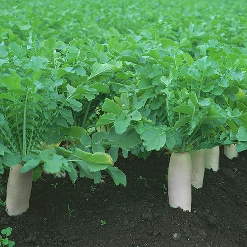 Miniatura 7 de 4 semillas de vegetales tradicionales, más de 400 semillas de vegetales de supervivencia para plantar, 200 semillas de lechuga, 100 semillas de