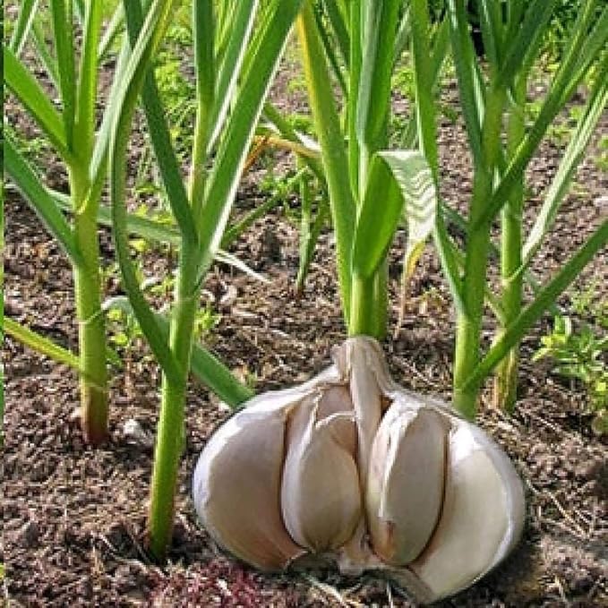 Saterkali RiesenKnoblauchSamen, 50 Stück RiesenKnoblauchSamen