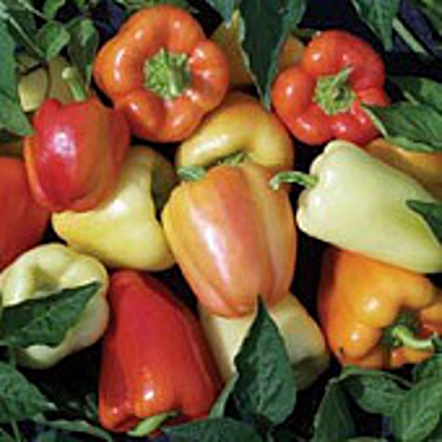 Whitney Sweet Peppers Seeds (20+ Seeds) Non GMO
