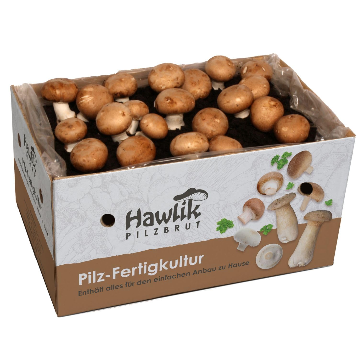 Hawlik Pilzbrut - Petite culture de champignons de Paris brun à cultiver - sans connaissances préalables - Kit champignons à faire pousser à la maison - Kit Champignon de Paris - Prêt à pousser