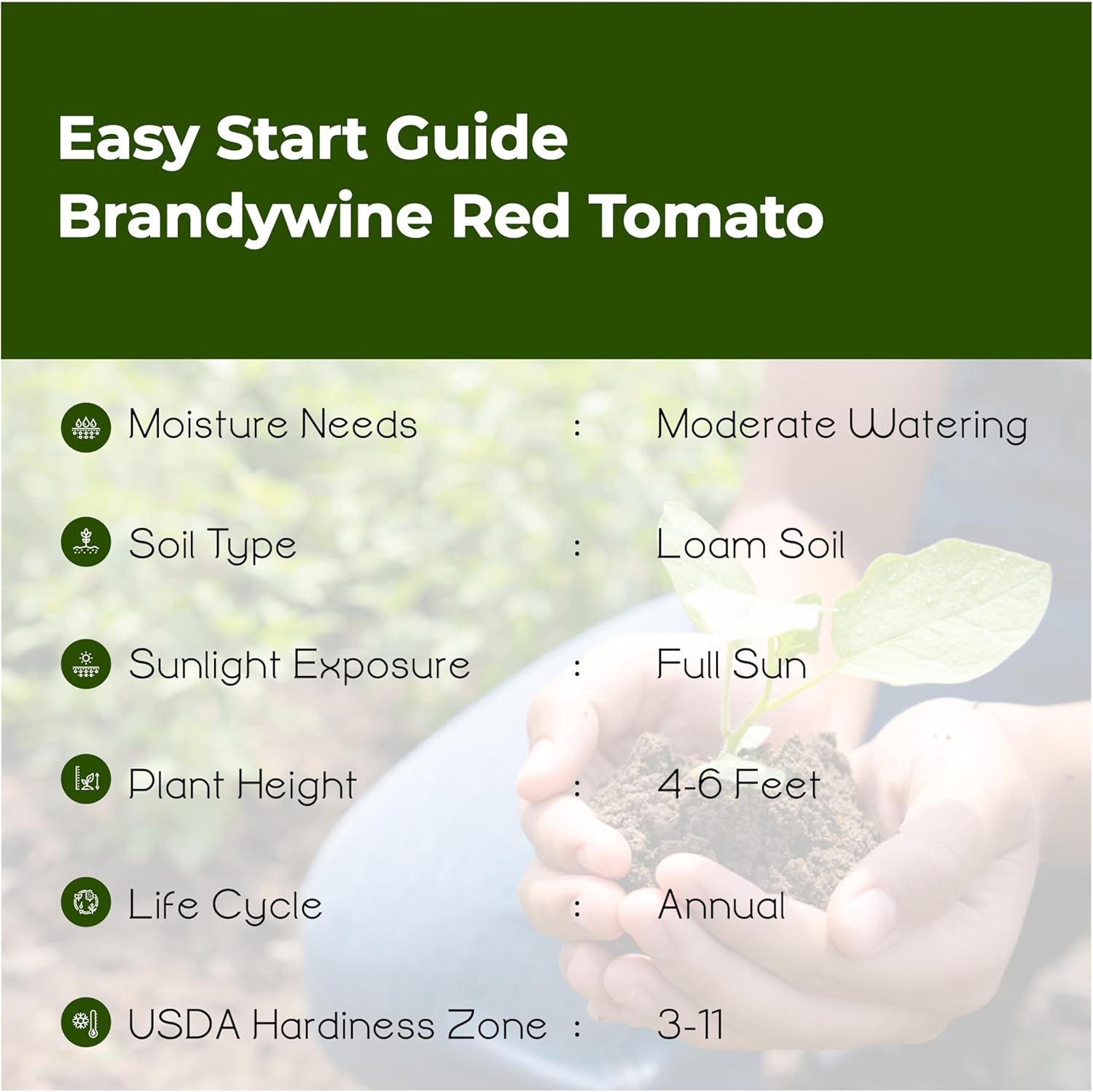 Bmore Spicy Brandywine Red Tomato (Solanum lycopersicum) Seeds, Non-GMO Heirloom for Planting, 2,500 Fresh Seeds for Indoor and Outdoor Gardening – A Classic Garden Favorite