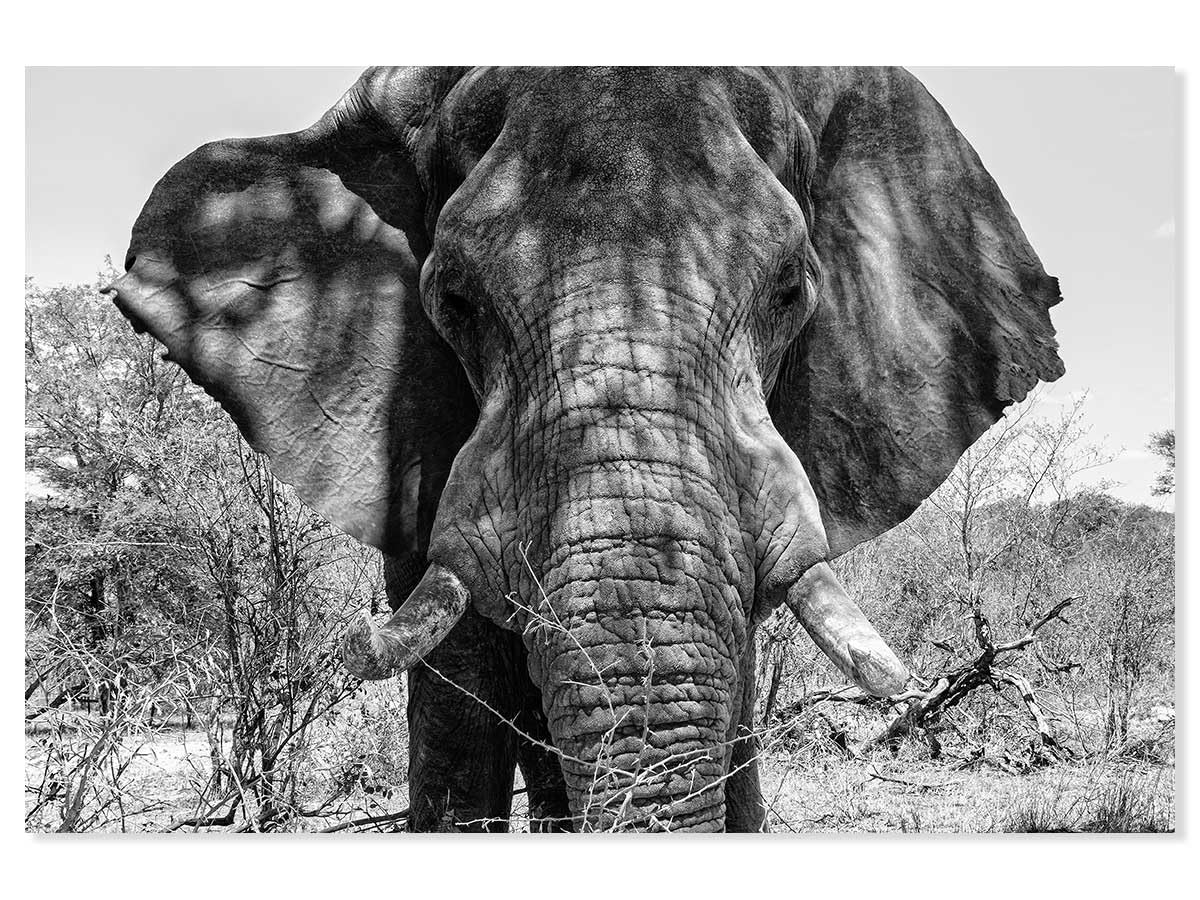 Tableau éléphant d'afrique alu pour masquer un mur vide sans surcharger la déco