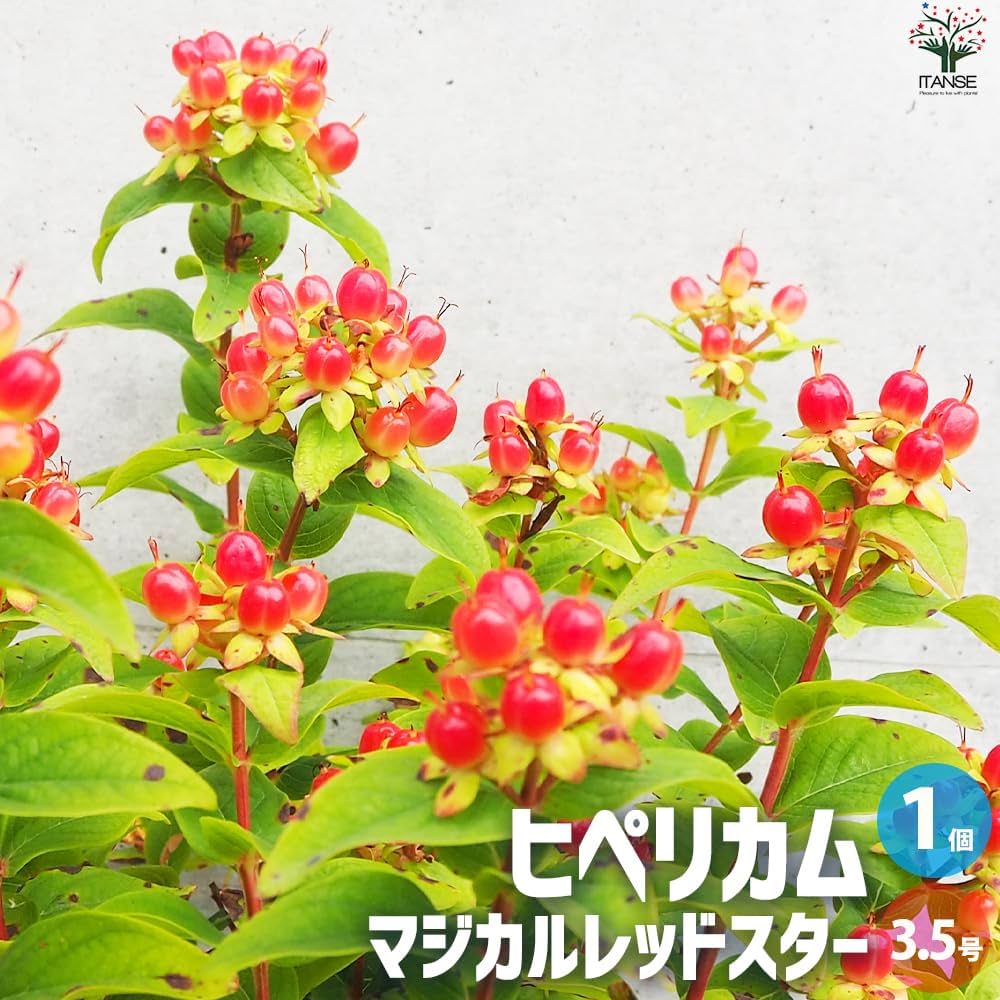 ヒペリカム　オーガニック　苗　赤い実 Amazon.co.jp: ヒペリカム ジュエリールビー5号鉢【品種で選べる