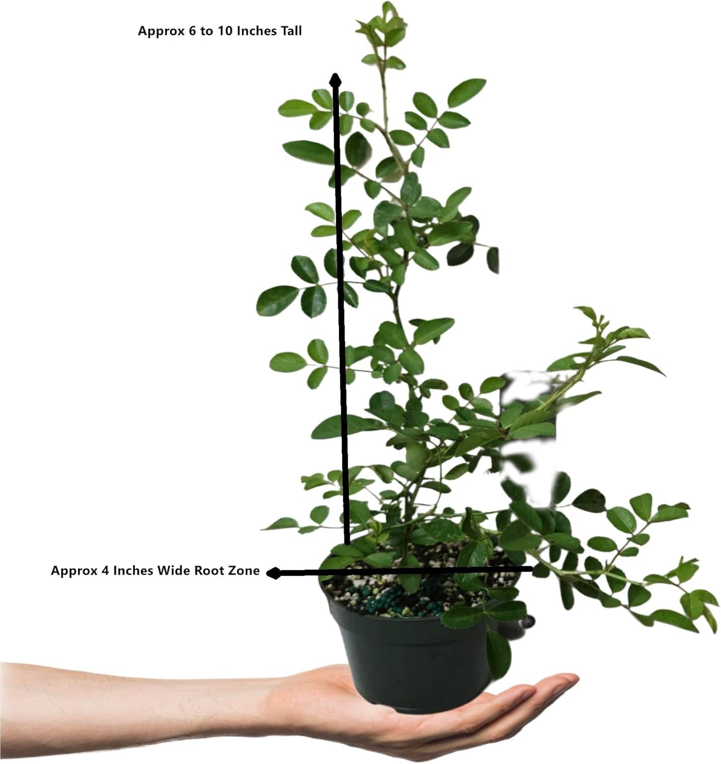 Seven Sisters Climbing Rambler Rose - Antique Heirloom Rosa Hybrid - Live Plant - Fragrant Spring Bloom - Double Pink Flower - Emerald Goddess Gardens Starter Sz 4 Inch Pot