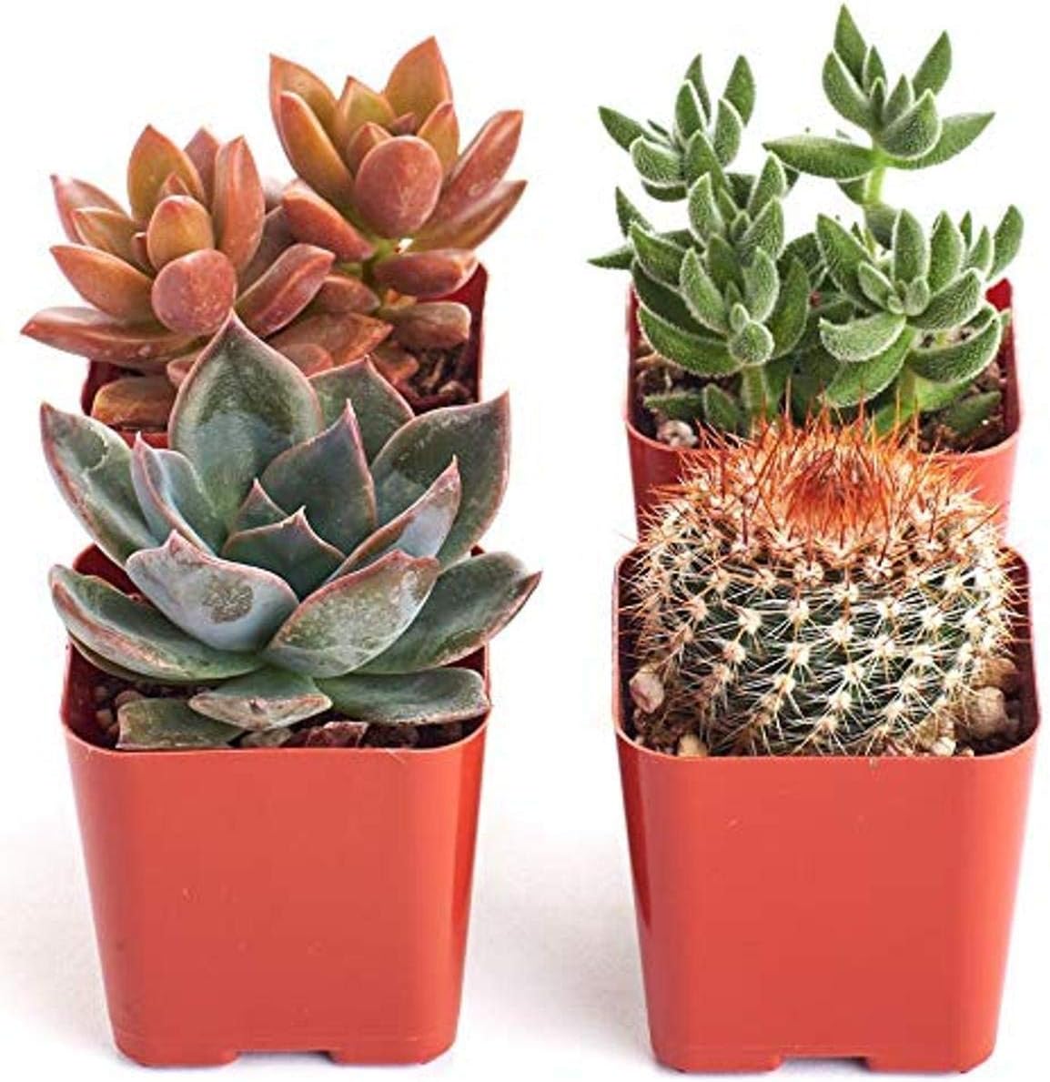 Shop Succulents | Cityscape Collection | Assortment of Hand Selected, Fully Rooted Live Indoor Succulent Plants in Arizona Desert Color Palette-Sedona, 4-Pack,