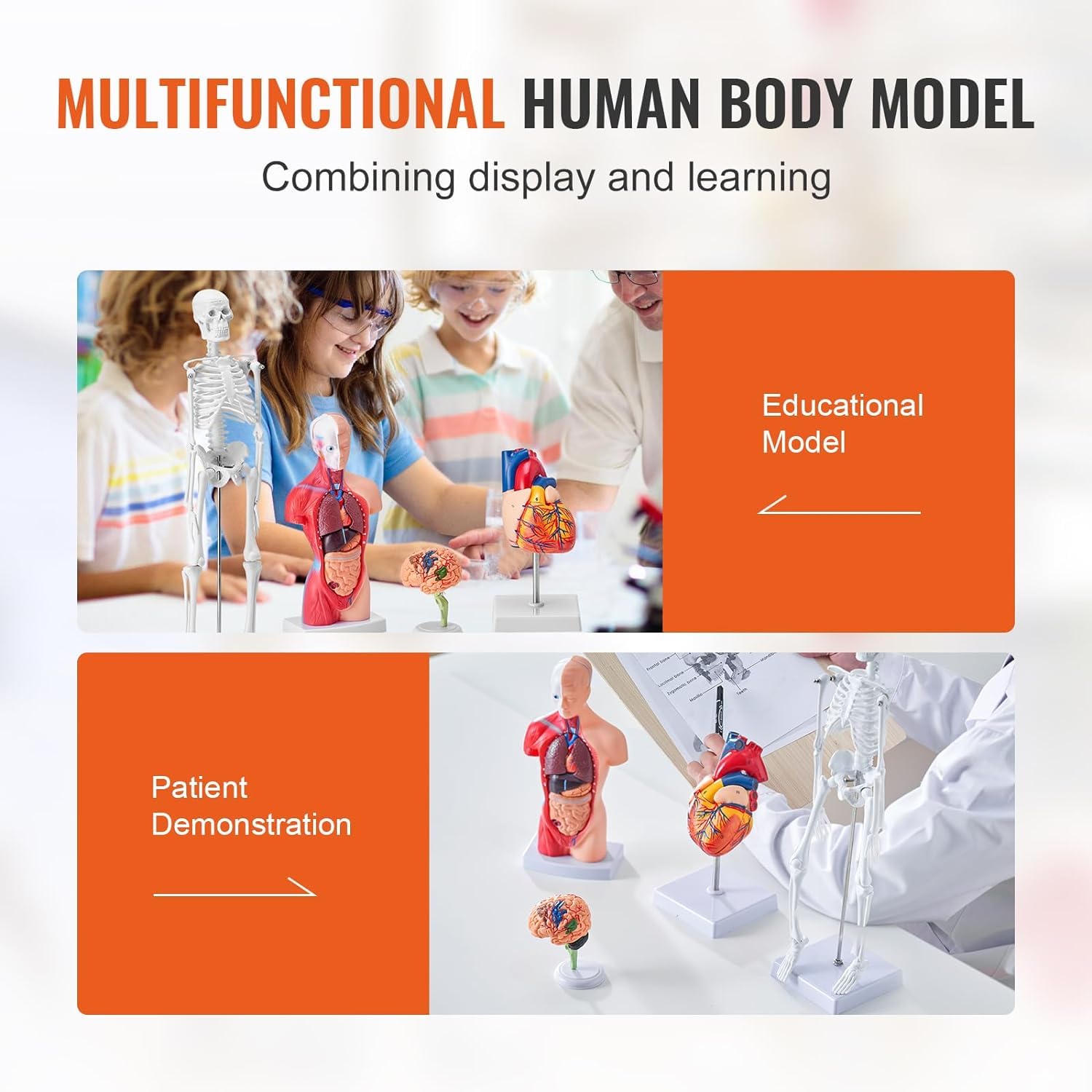 Xiaoxu Conjunto de 4 Modelos anatómicos Humanos: Torso de 28 cm, Esqueleto de 45 cm, Cerebro y corazón extraíbles. Herramientas educativas para Estudiantes y Profesores.