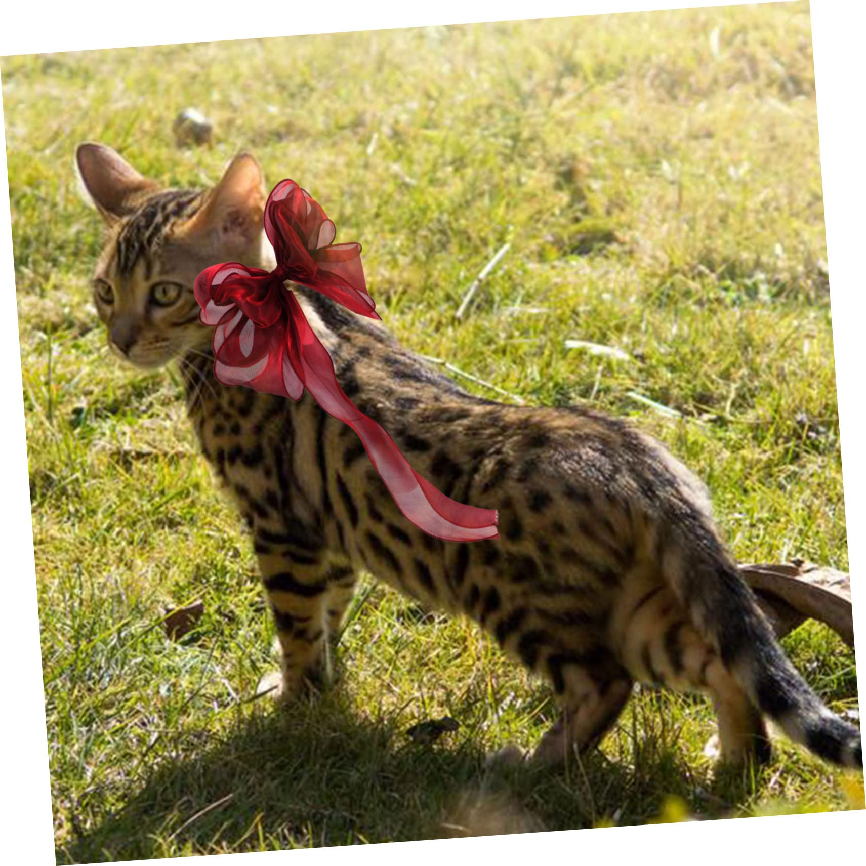 Abaodam Collier pour Chat avec Nœud Décoratif Réglable pour Chaton Et Chat Confortable