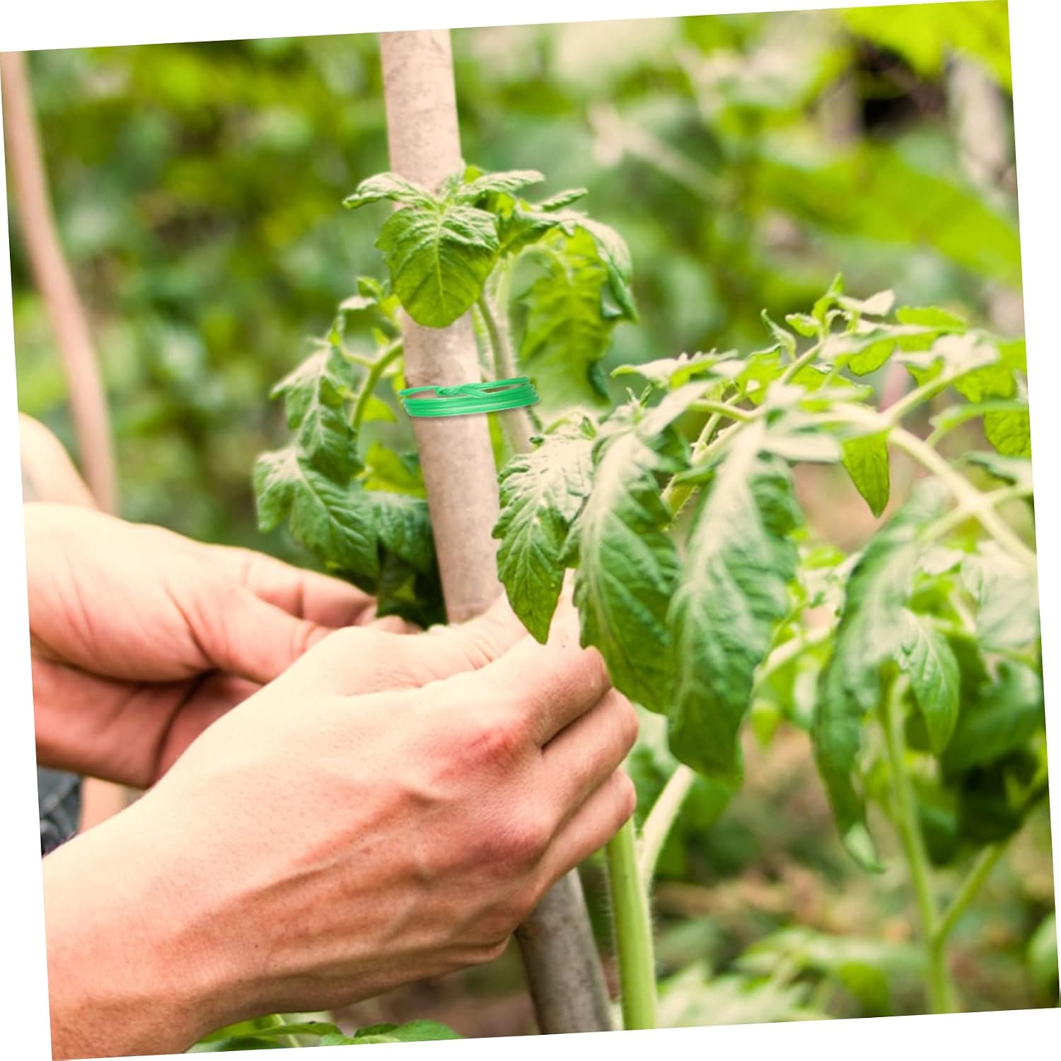 2rolls Plant Ties with Cutter Durable Gardening Twine for Climbing Plants Support Easy to Use Trimmer Design Heavy-Duty Cable Organization Each