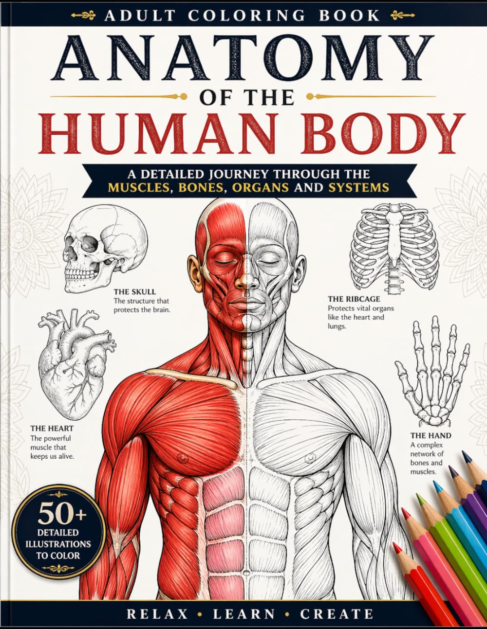 Human Anatomy Coloring Book for Medical Students: Detailed Muscles, Skull & Body Systems | Interactive Study Guide for Med, Nursing & Biology Students