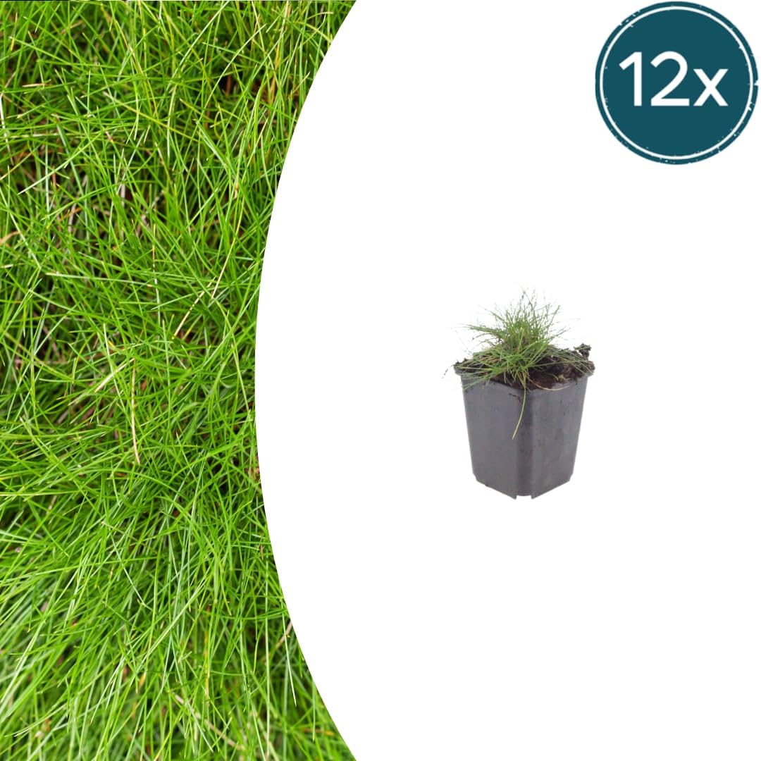 Festuca gautieri Kostrzewa ozdobna, 24 rośliny, Ø 9 cm, wysokość 10-25 cm, zimozielona trawa ozdobna – łatwa w pielęgnacji i przyjazna dla wysuszenia, do grządek i ogrodu skalnego