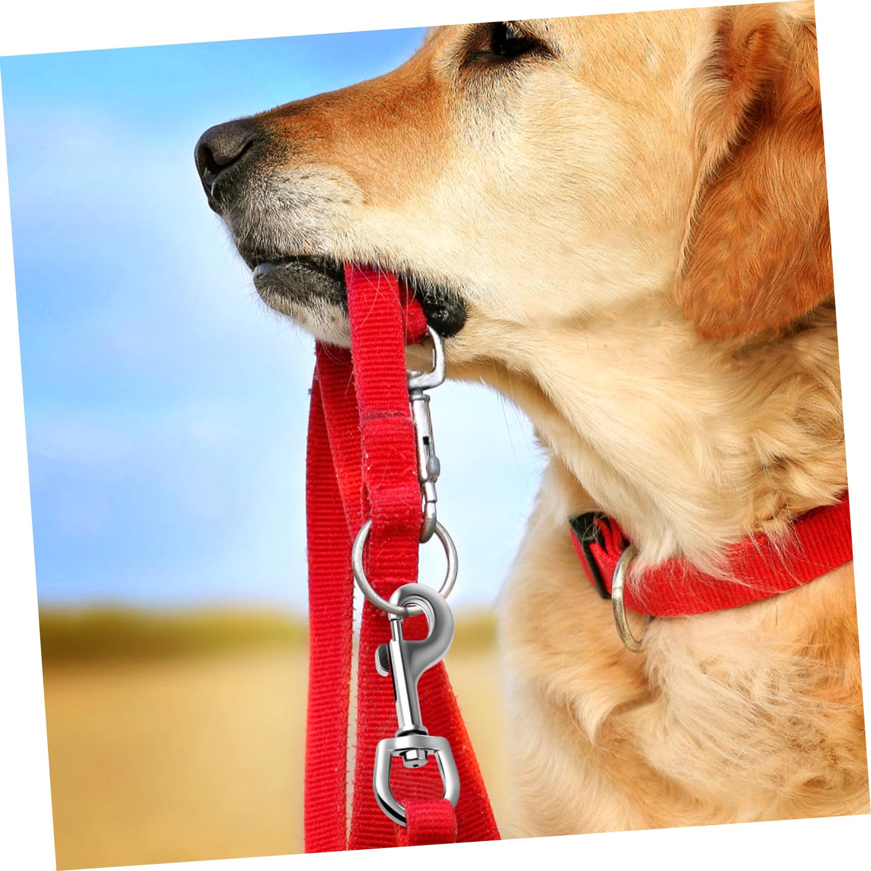 PRETYZOOM 8pcs Dog Leash Head Pet Leash Hooks Bolt Snap for Keychain Snap Hooks for Dog Leash Dog Leash Hooks Swivel Snap Hooks Swivel Snap Clips Chain Clips Stainless Steel Silver