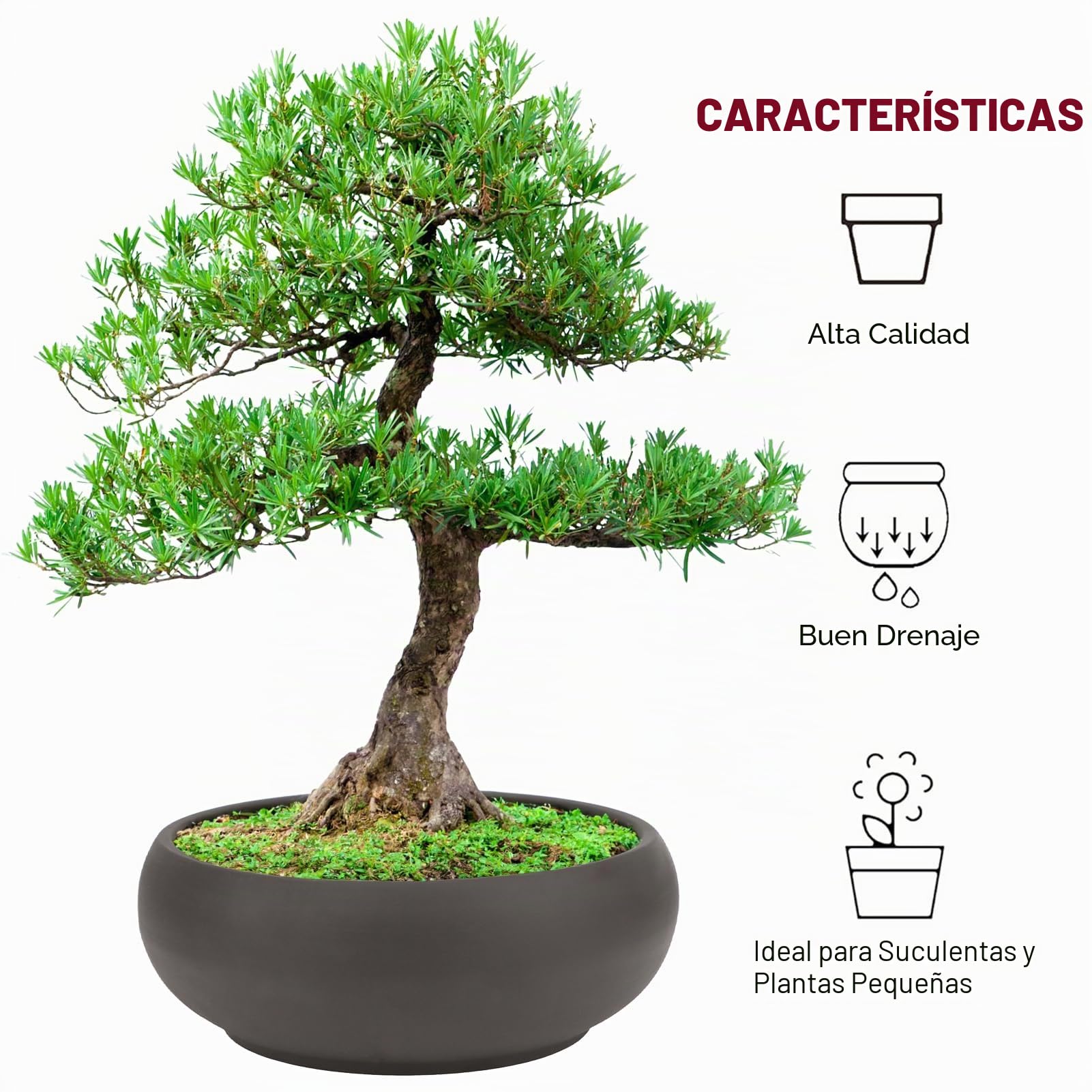 Tarro Bonsai redondo de cerámica sin esmaltar 20,3 cm + pantalla de drenaje
