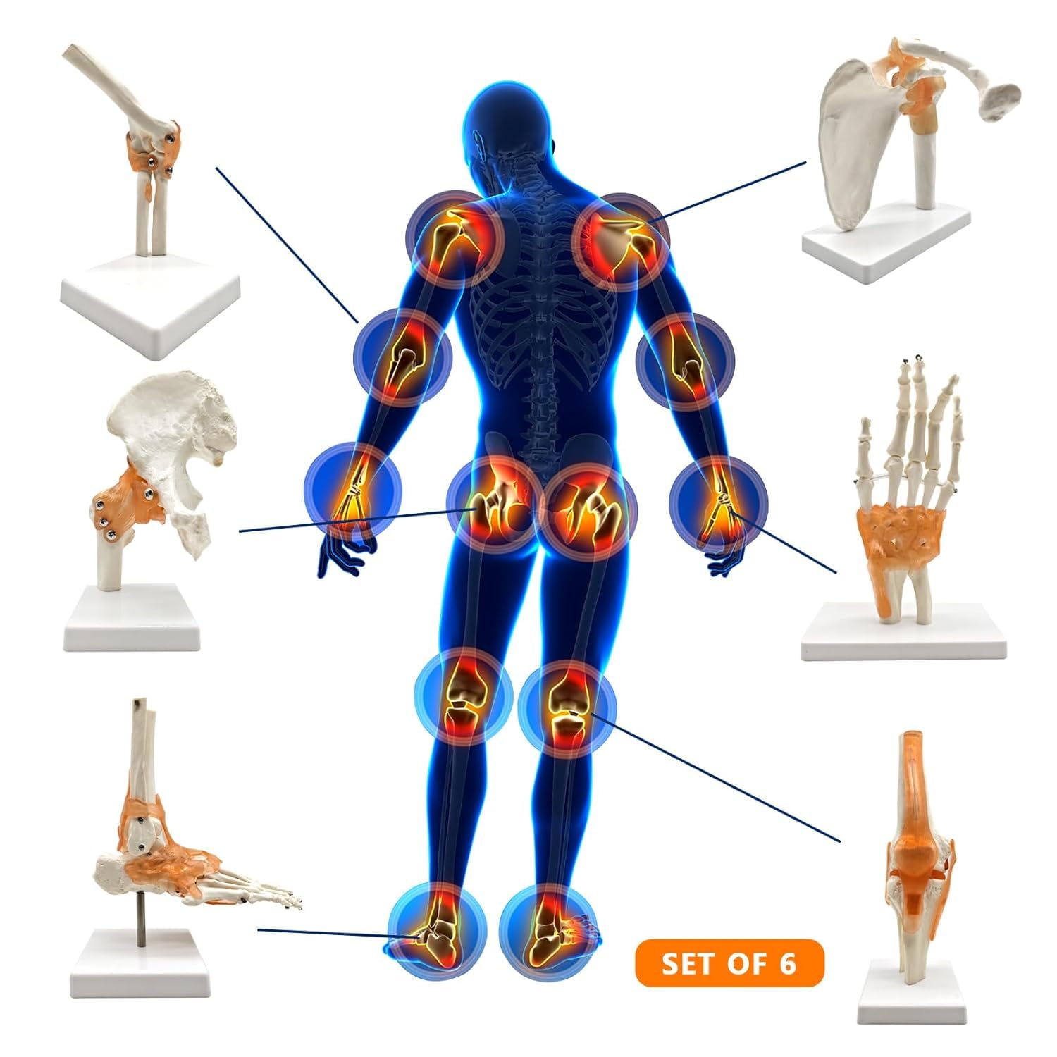 Modello articolare del Corpo Umano con Sei articolazioni Principali 6 Pezzi/Set Modelli anatomici Spalla Umana Gomito Anca Ginocchio Mano Piede Modelli di Ossa articolari Modello anatomico