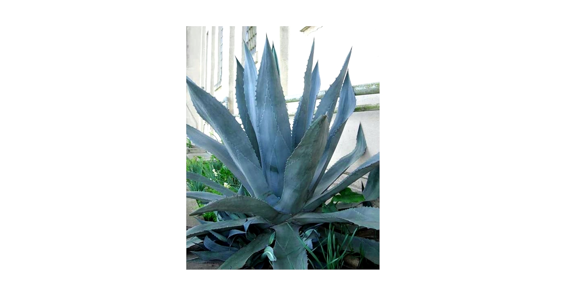 アガベ Blue cactus Amazon.com : Agave Americana - Blue Agave - 2 Plants in Big Size