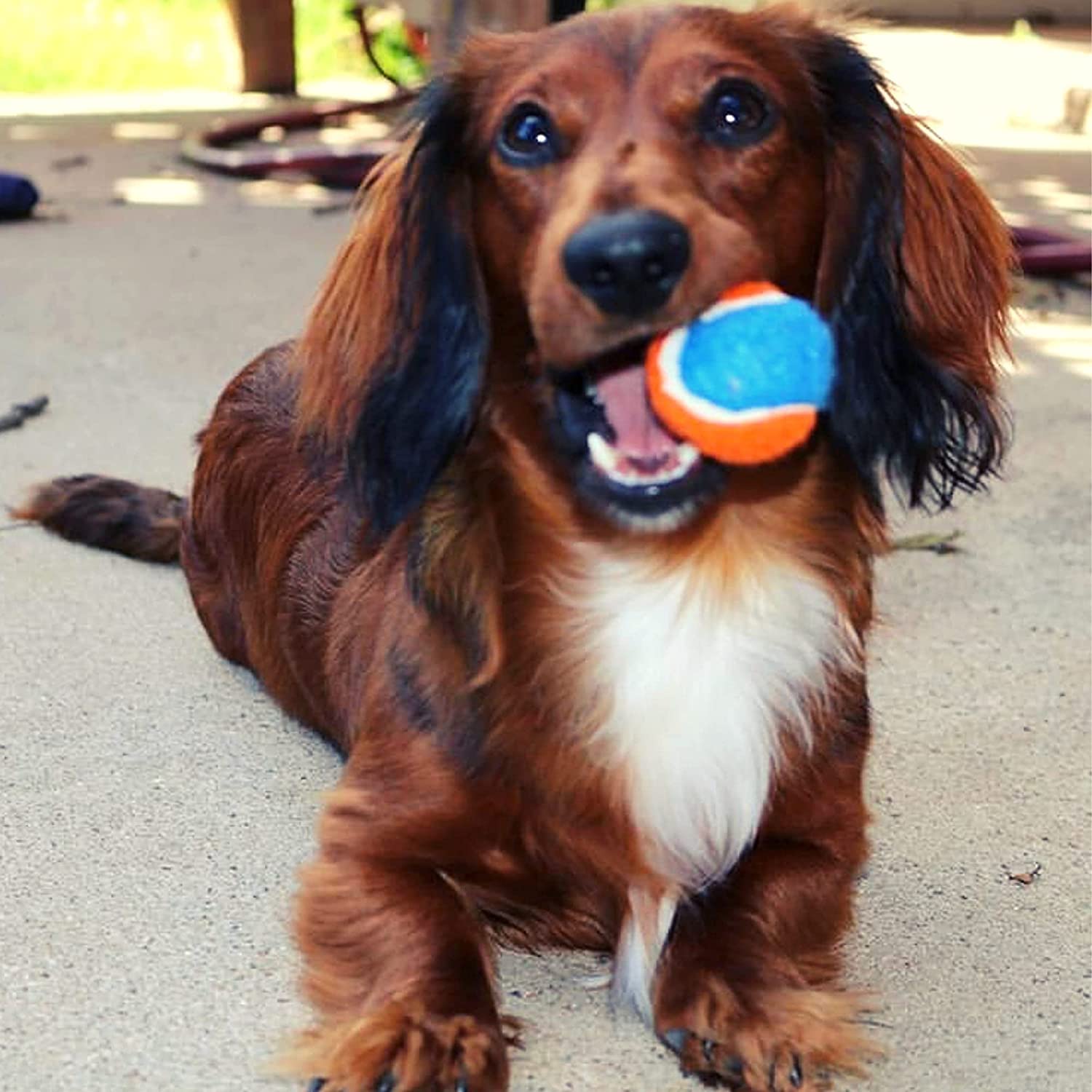 Squeaky Mini pelota de tenis para perros, Juguete para perro de 1.5 pulgadas, paquete de 12 (naranjaazul)