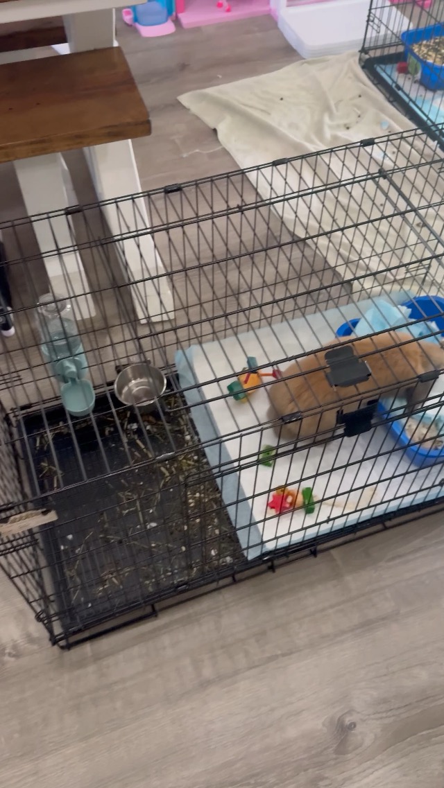 Midwest Rabbit Enclosure Watch My honest review on the midwest rabbit cage on Amazon Live