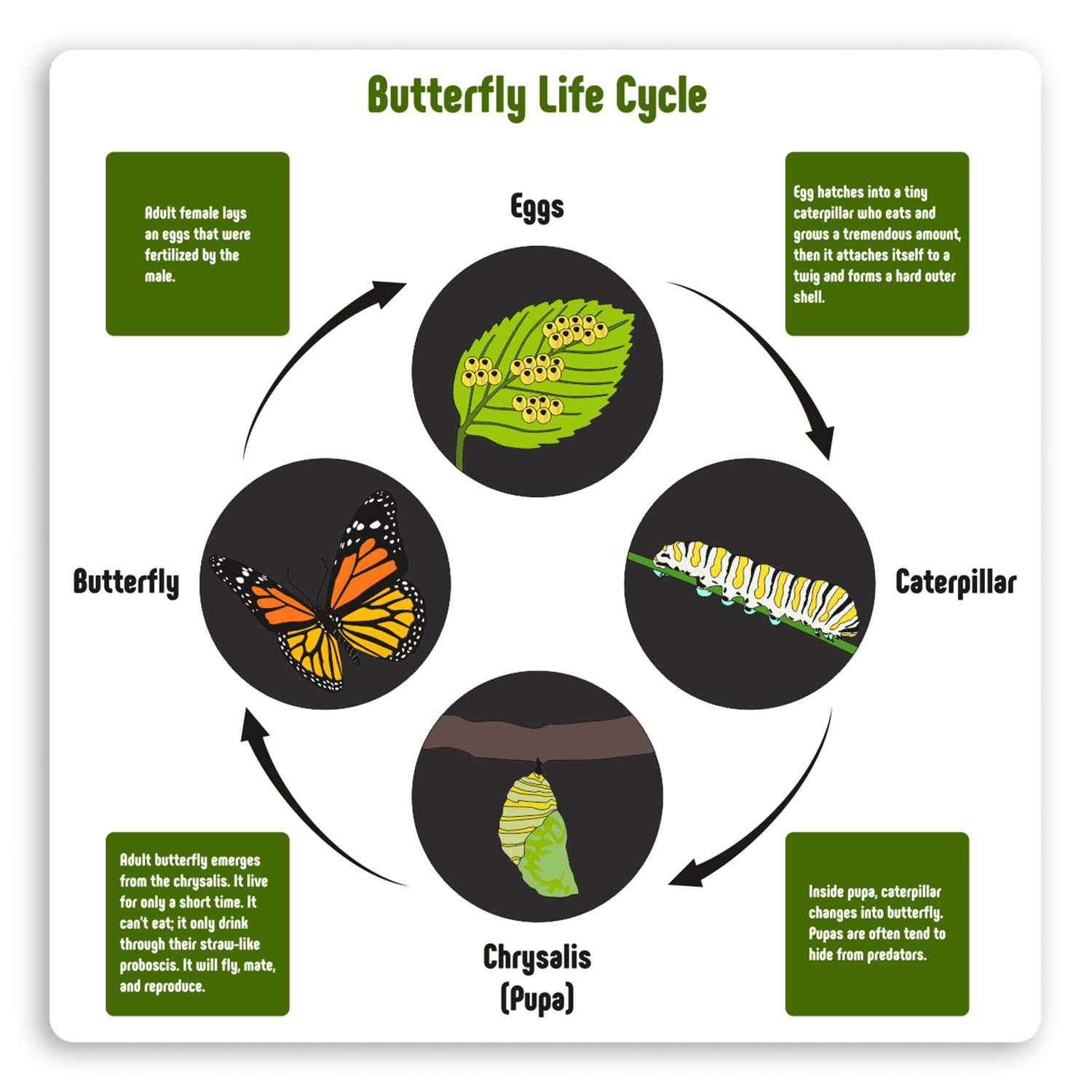 Destination Multi 2 X 10Cm Butterfly Life Cycle Vinyl Stickers - Biology Science Sticker #29771