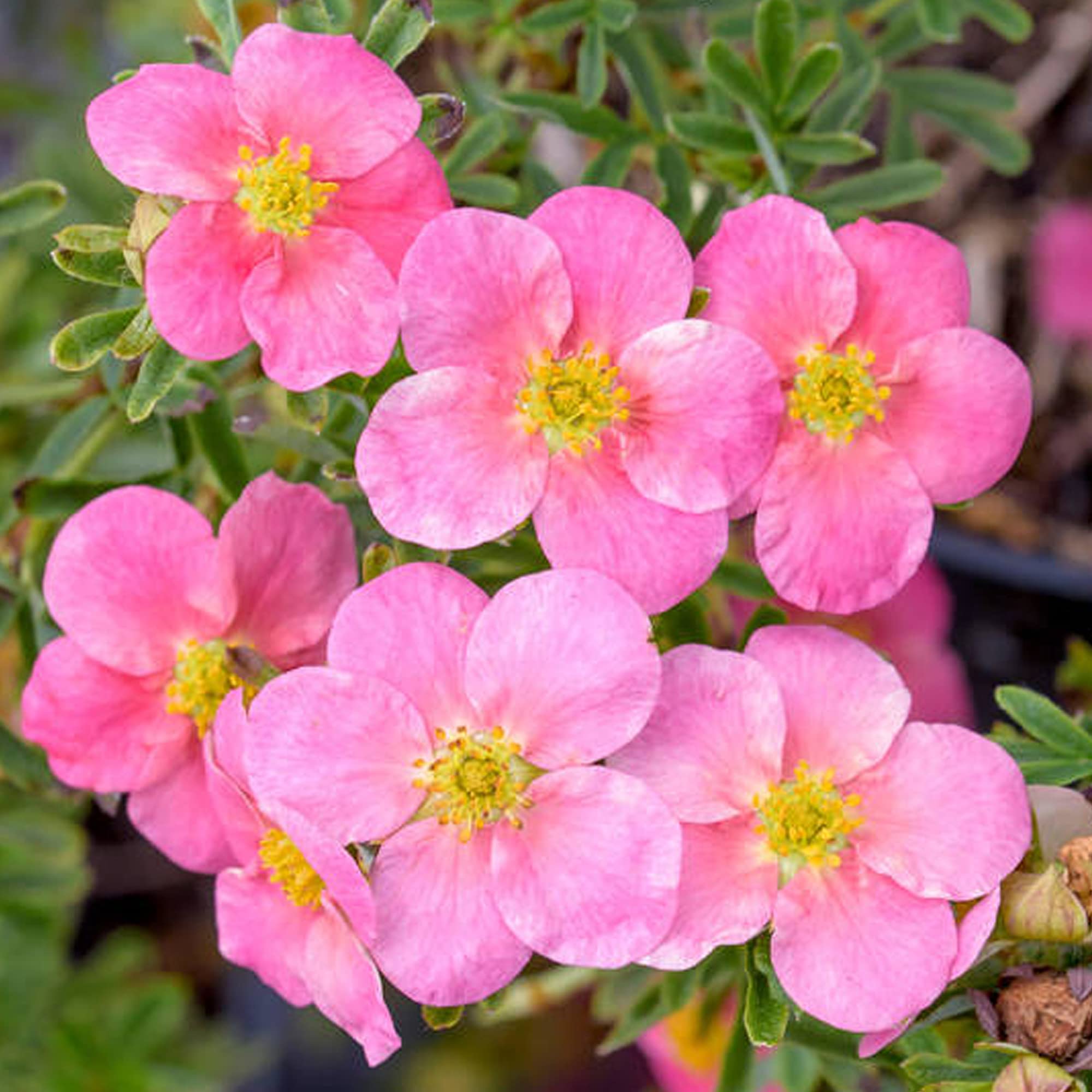 Potentilla Bellissima - Shrubby Cinquefoil | Deciduous Potted Garden Shrub for Sale (15-30cm Incl. Pot)