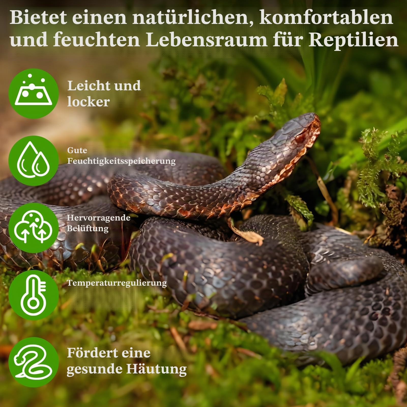 Legigo 1,2 kg Sphagnum Moos für Reptilien, Natürliches Reptilienmoos, Terrarium, Moossubstrat, Schlangenbecken, Torfmoos, Reptilienbeete für Schlangen, Gecko, Kugelpython, Frosch und Orchideen