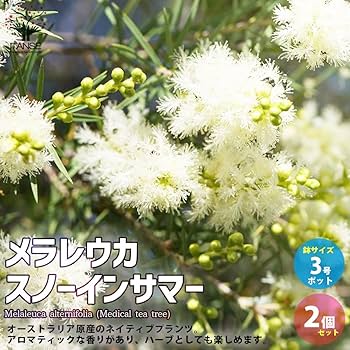 メラレウカ　ティーツリー　スノーインサマー メラレウカ スノーインサマー｜メラレウカの生産販売 タナカ園芸