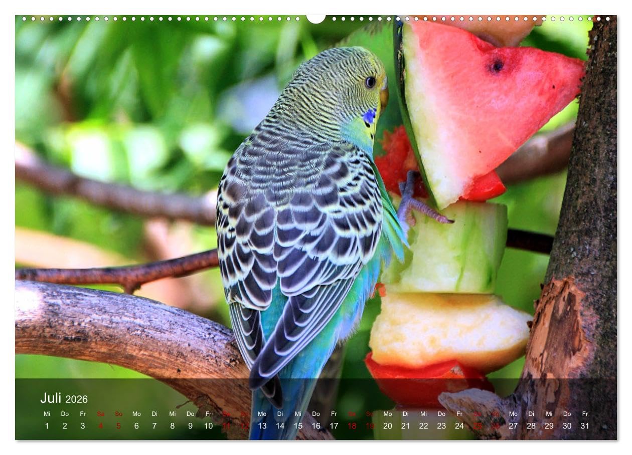 Wellensittiche - gesellige Freunde (hochwertiger Premium Wandkalender 2026 DIN A2 quer), Kunstdruck in Hochglanz: Bezaubernde Bilder niedlicher Wellis unterschiedlicher Farbgebung (CALVENDO Tiere)