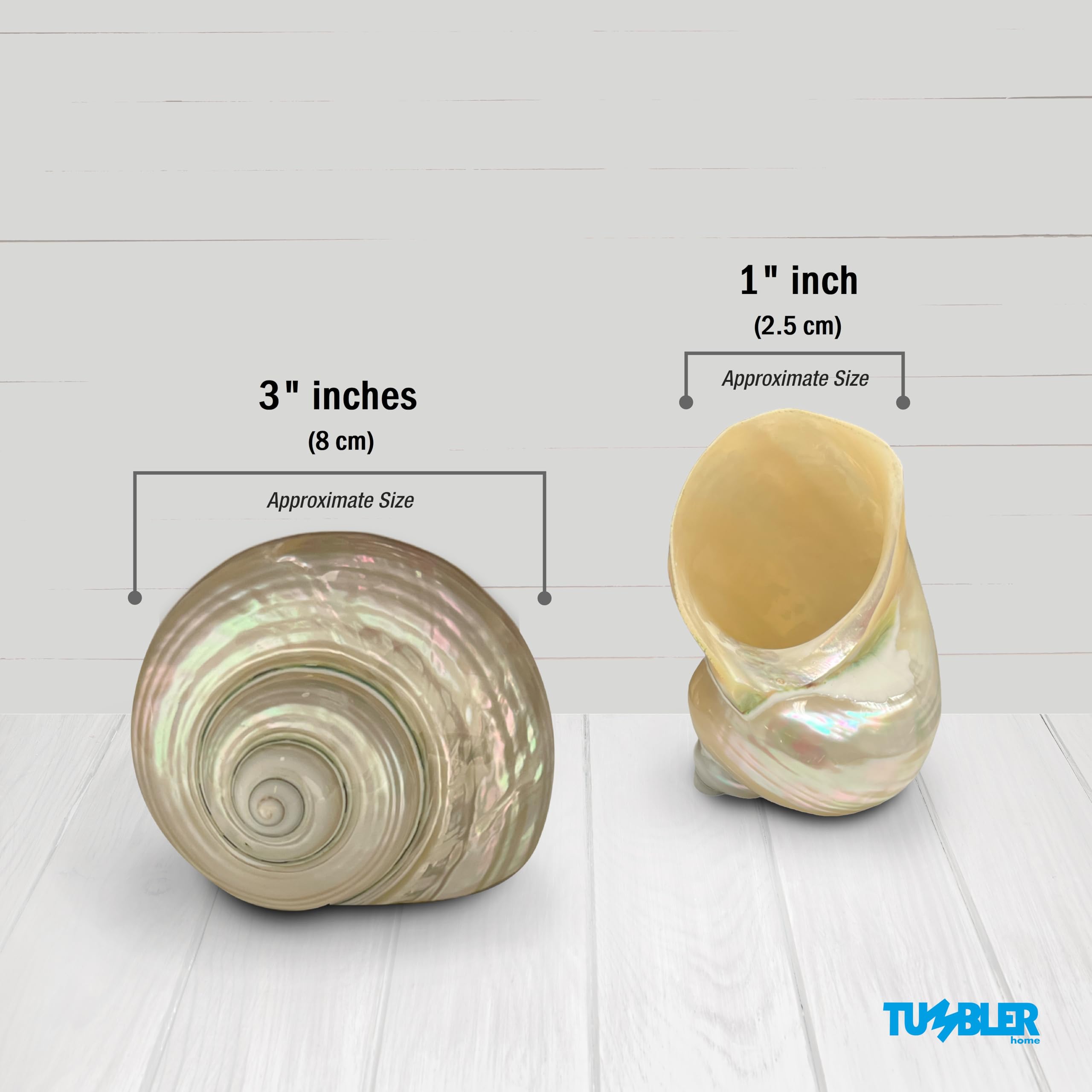 Concha Turbo Grande, Concha Marina De 3 Pulgadas, Conchas Marinas Para Decoracion Conchas Para Manualidades~p157983780