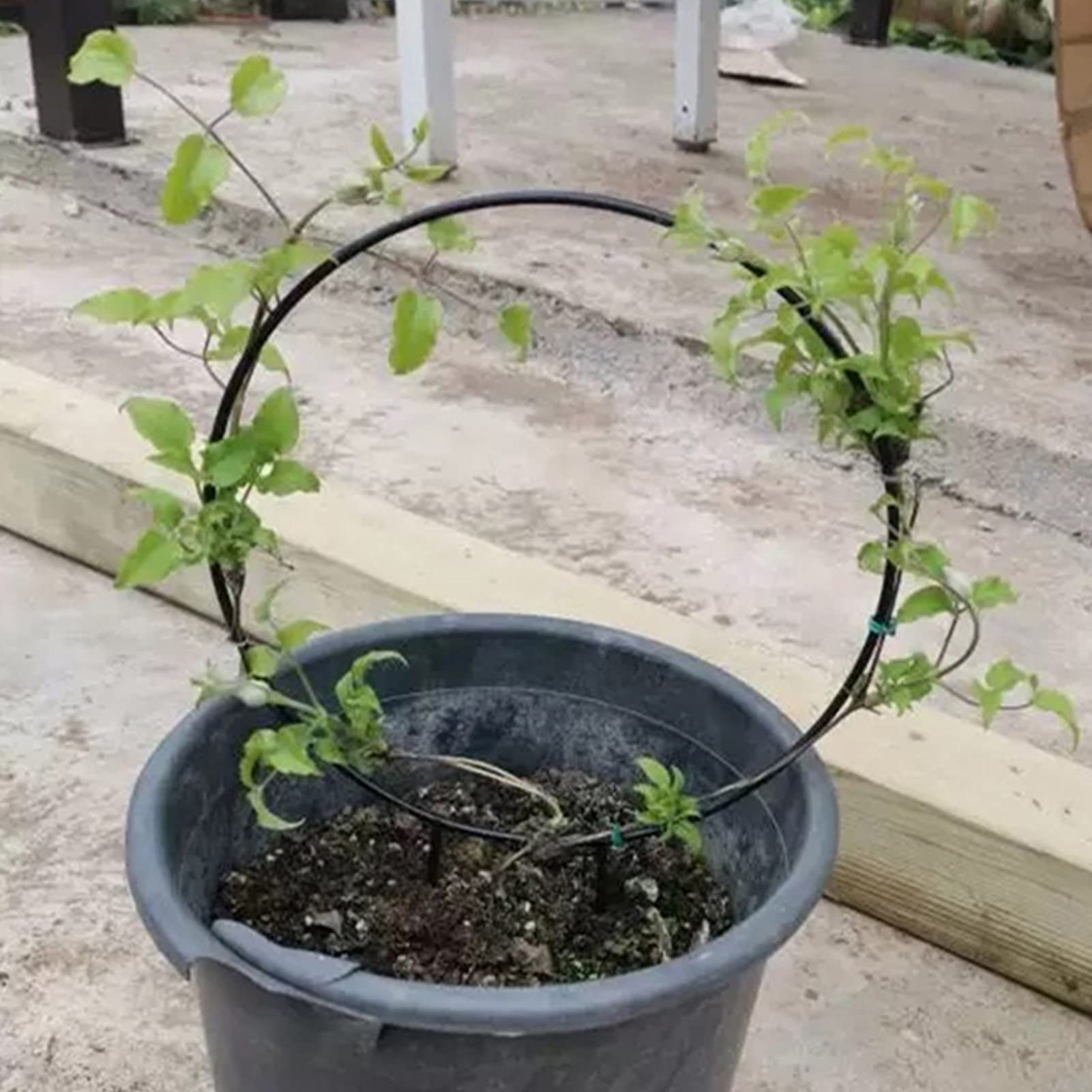 Treillis Métallique Pour Plantes Grimpantes - 2 Pièces (forme Ronde Et Cœur) Avec Bande Adhésive - Support Pour Vignes, Rosiers, Plantes D'intérieur
