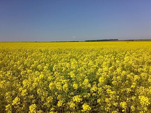Miniatura 7 de Semillas de Mostaza Blanca No GMO Heirloom 500 Semillas