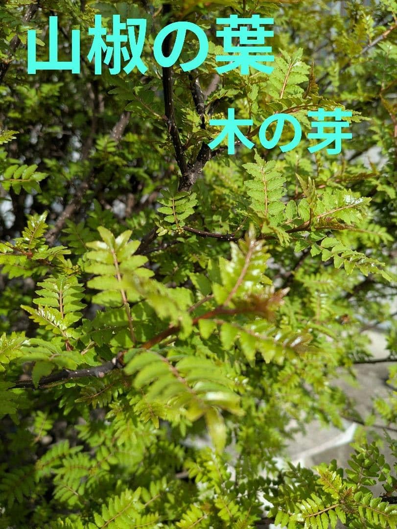 Amazon.co.jp: 山椒の葉 木の芽 無農 100枚 : 食品・飲料・お酒