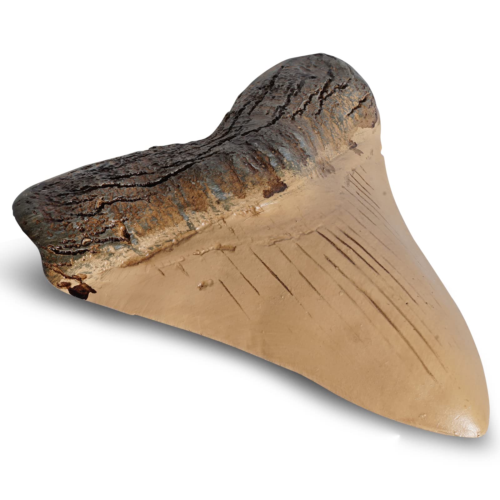 Fossilized Teeth and Claws of Various Prehistoric Dinosaurs, Megalodon Shark Teeth, and High-Fidelity Replicas (Megalodon Shark Tooth.)