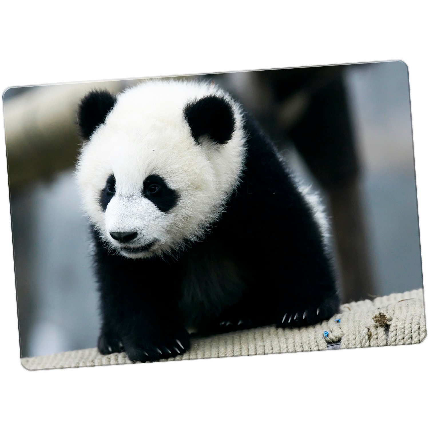 Cute Panda Cub Jumbo/XX-Large Fridge Magnet 140mm x 98mm