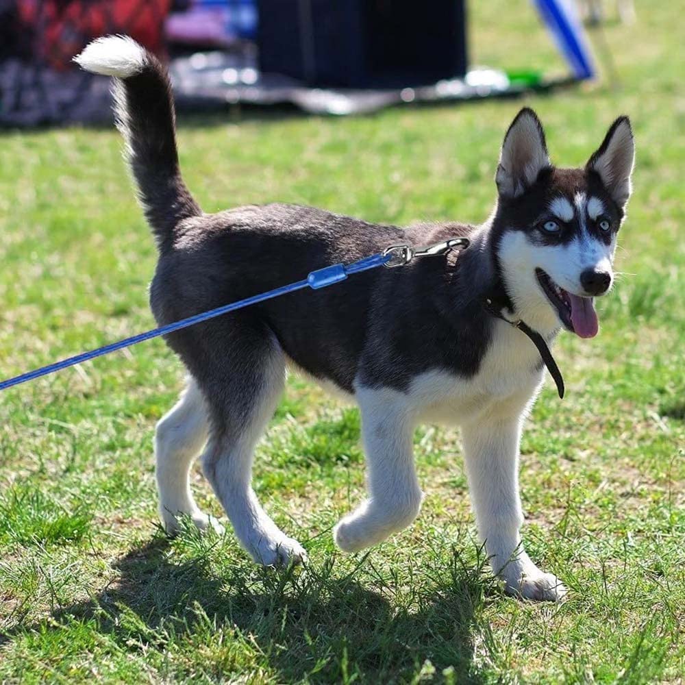 DONGKER Cavo per Legare Cani,3m Guinzaglio per Cane con Molla Ammortizzante e Gancio Girevole in Metallo per Giardino Campeggio Corsa