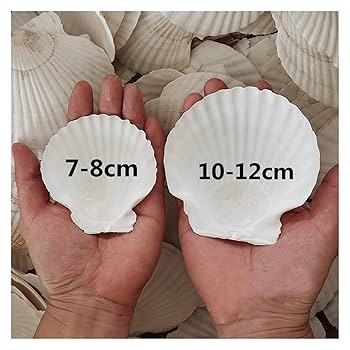 貝殻の装飾品 白色と薄紫色 中国直邮】 花知晓贝壳珍珠高光膏带挂件细闪碎闪3g #月光石- 亚米