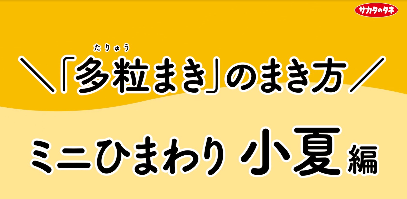 【ひまわりママ】※他の方は購入をお控え下さい。 Amazon | サカタのタネ 実咲花5630 ミニひまわり 小夏 00905630 | 種・苗