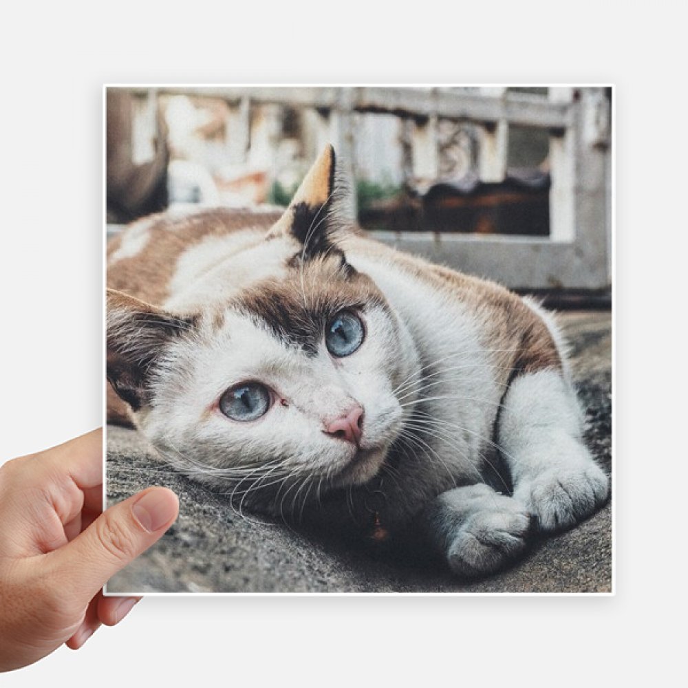 Pegatinas de gato colorido de 20 cm para personalizar tu portátil de trabajo y maleta de viaje