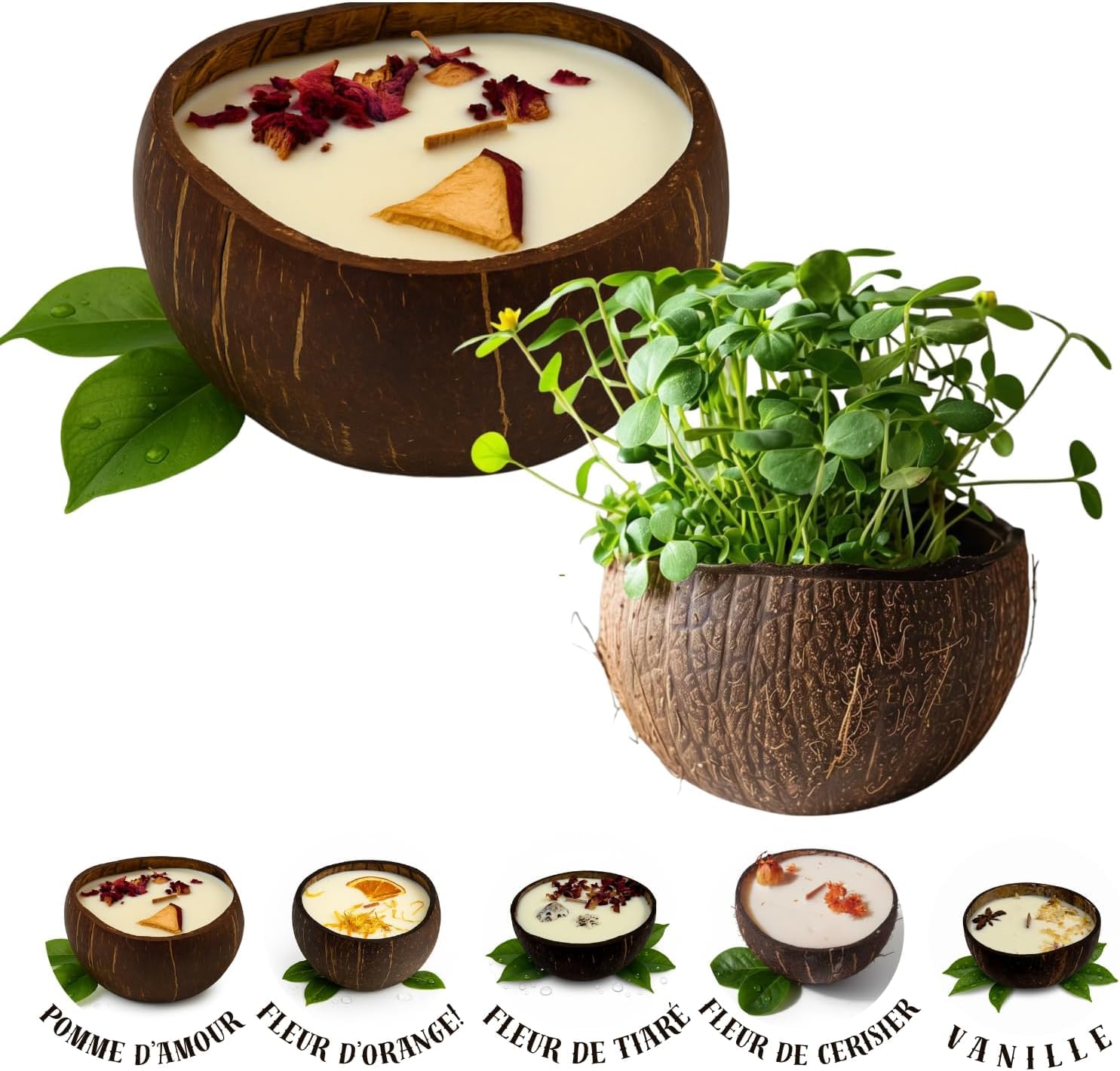 Handgemachte Duftkerze aus Kokosnuss - 100% pflanzliches Sojawachs ~40h - Vegan ohne Phthalate/CMR - zum Einpflanzen (Samen + Blumenerde enthalten) - MAFLOREA - Aroma: (Exotische Früchte)