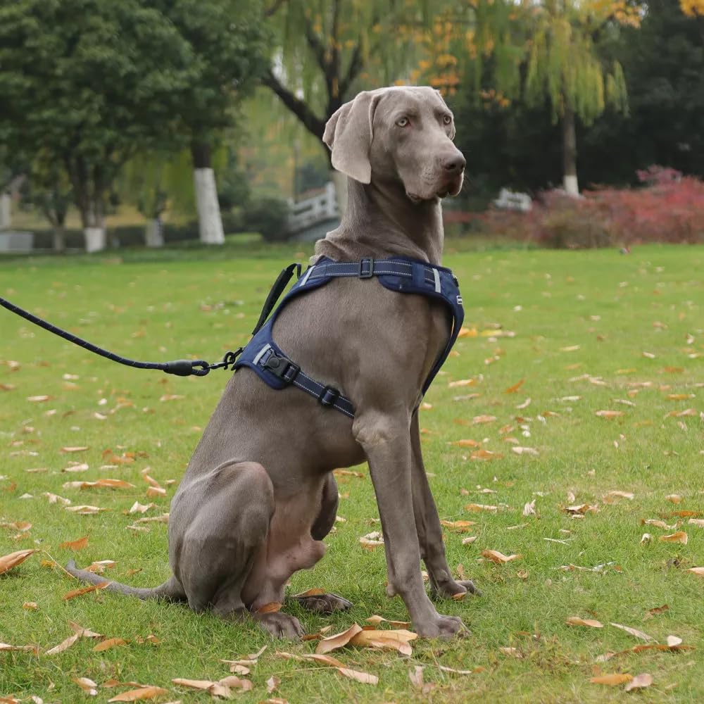 Arnés de seguridad Chest Plate para perros pequeños, medianos y grandes con correa, 1,5 m (azul oscuro, L)