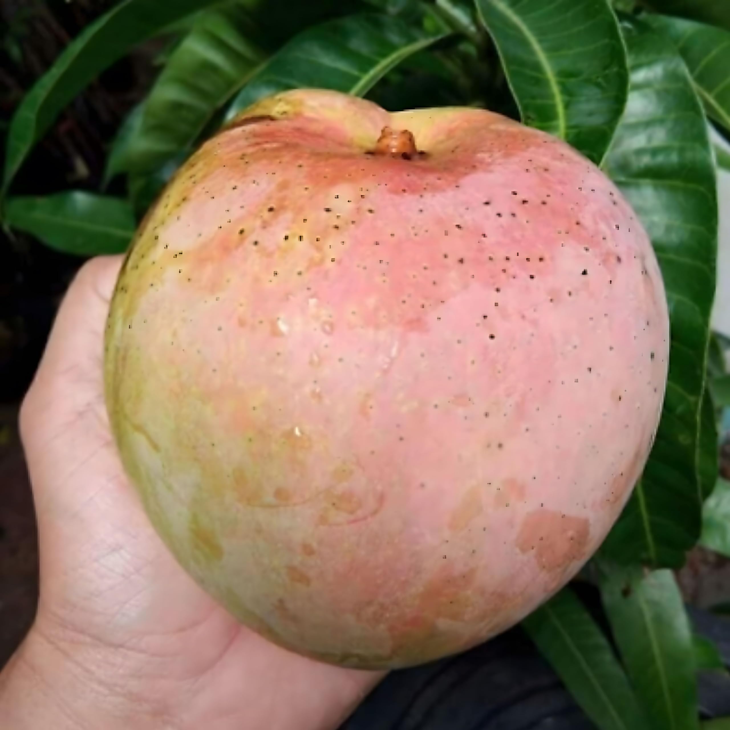 TreeGoo Australians R2E2 Mango Plant - Grafted, High-Yield, Sweet & Tangy 1kg Mangoes (B0DFMN8383) Amazon Price History, Amazon Price Tracker