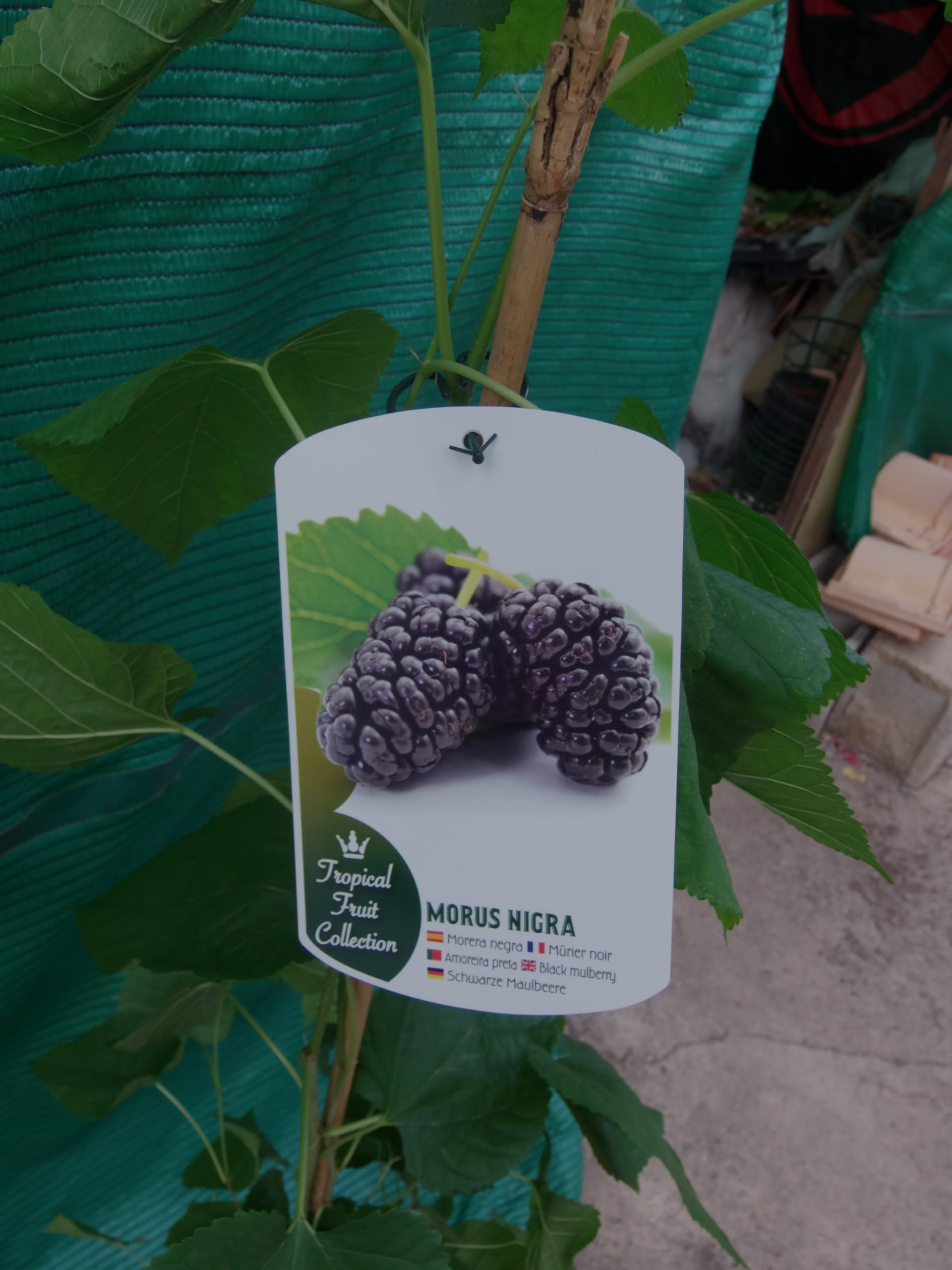 Morera Morus nigra aprox. 120-140 cm